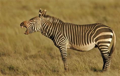 Mountain Zebra | The Life of Animals