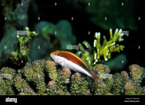 Hawkfish Stock Photo: 117606757 - Alamy