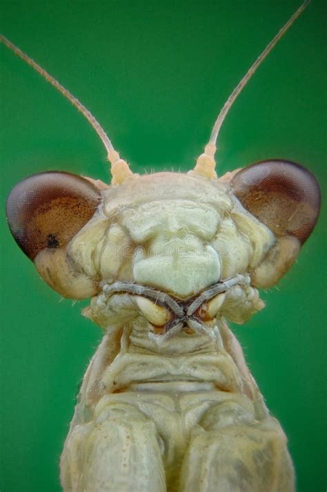 Micrograph of the Head of a Praying Mantis Stock Photo - Image of ...