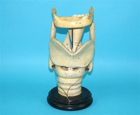 HUMAN ANATOMIC ANATOMICAL MODEL LARYNX 1900s GERMANY - Boonsart shop