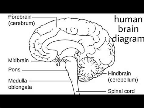 How to draw human brain/ draw labelled diagram of brain/brain diagram ...