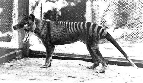 Are Thylacines Related To Dogs