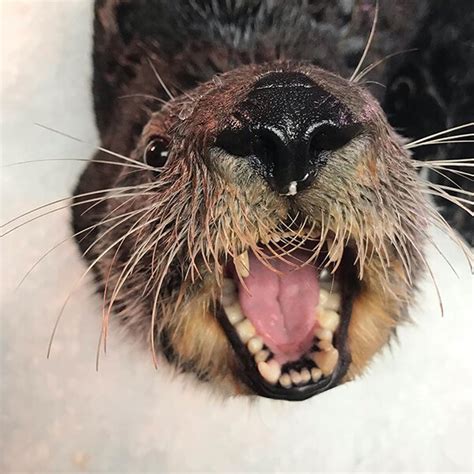 Sea Otter Looks So Happy It Makes All Those Teeth Seem Less Scary — The ...