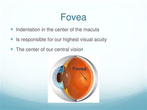 PPT - The Eye PowerPoint Presentation, free download - ID:6517804