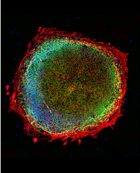 Stem Cells 101 - Summit for Stem Cell