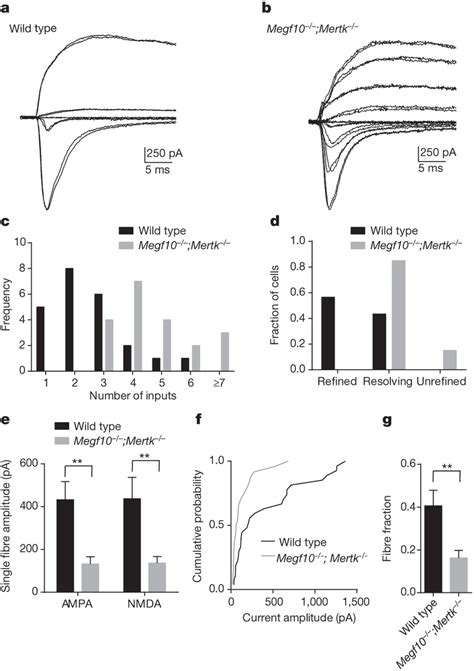 LGN neurons are abnormally innervated by multiple weak inputs in ...