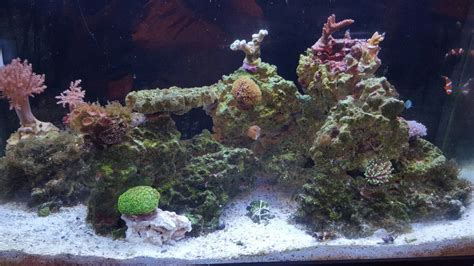 Any Issues with Marco Rock? | Reef2Reef