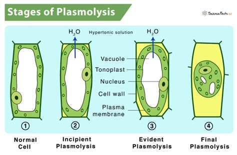 Plasmolysis – Its Process with Definition, Meaning, & Importance