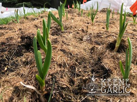 Planting Garlic in the Spring - Keene Garlic