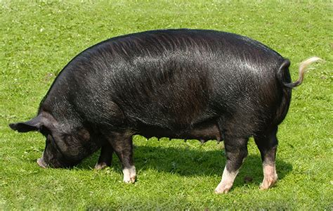 Native British Pig breeds - Country Life