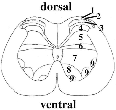 Protection of rat spinal cord from ischemia with dextrorphan and cycloheximide: Effects on ...