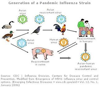 Real_Dream: H5N1 (Penyakit Flu Burung)
