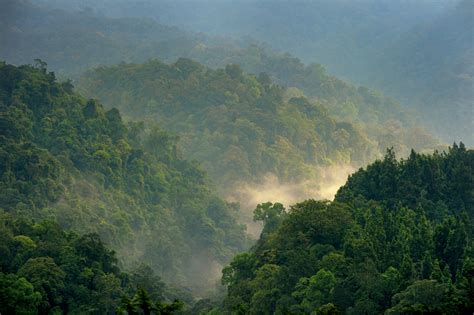 What forest conservation strategies have been shown to be most effective?