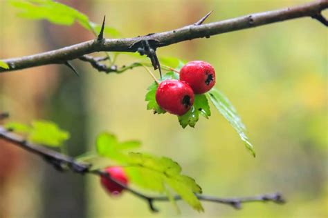 Hawthorn Tree Thorns » Tips on a Prickly Situation