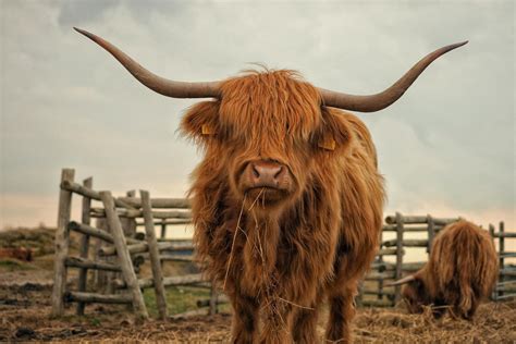 Longhorn Cattle HD Wallpaper 74576 - Baltana