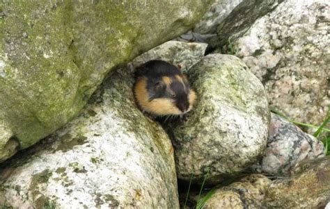 Norway Lemming - Facts, Diet, Habitat & Pictures on Animalia.bio