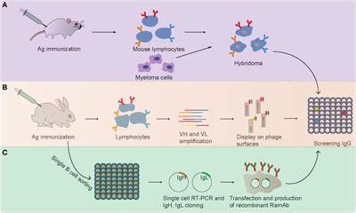 Frontiers | Advances in the Isolation of Specific Monoclonal Rabbit ...