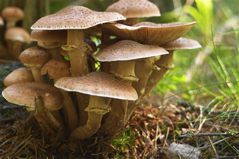 What Do Fungi Contribute to the Ecosystem? | Sciencing