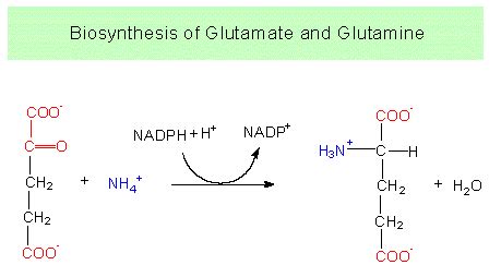 Botany online: Basic Metabolism - Biosyntheses - Amino Acids