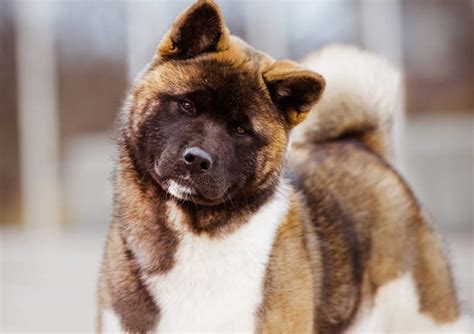 28 Tiny Akita Inu Veisle Picture - Bleumoonproductions