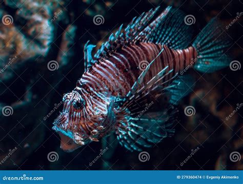 The Lionfish (Pterois Volitans) is a Range of Fish Species in the ...