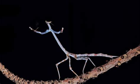 Discover the Largest Praying Mantis in the World - IMP WORLD