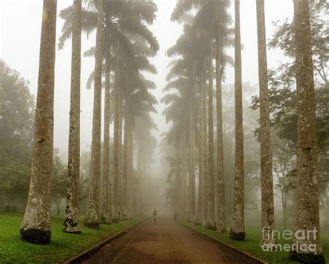 Aburi Gardens Ghana by Fela Sanu