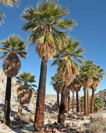 Palm, Desert Fan (Washingtonia filifera), packet of 10 seeds | Strictly ...