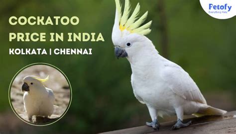 Parrot Price In India 2020 L Macaw L Cockatoo L African, 44% OFF