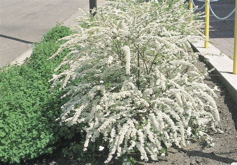 Dwarf Garland Spirea - Blue Grass Nursery, Sod and Garden Centre ...