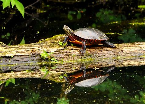 painted turtle habitat in the wild - Goodly Portal Fonction