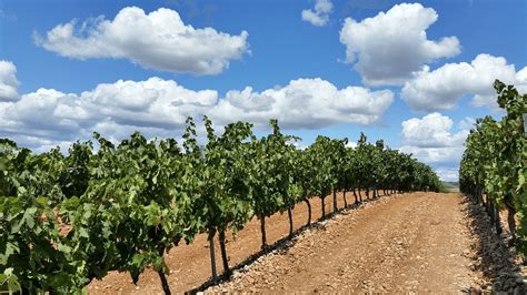 What Does a Vineyard Symbolize In the Bible? - Christian Faith Guide