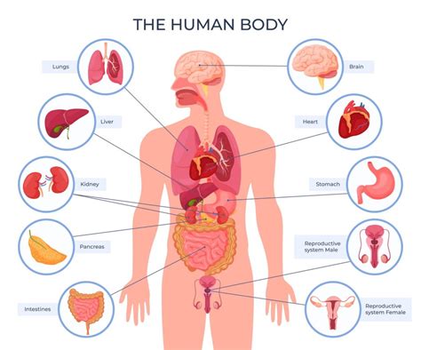 Male Body Diagram | Home Health UK