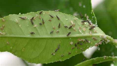 Dangerous citrus pest heading toward Salinas Valley