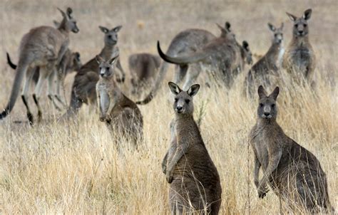 Most kangaroos are left-handed - Business Insider