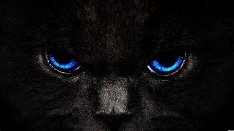 I see you | Cat with blue eyes, Eyes wallpaper, Cat wallpaper