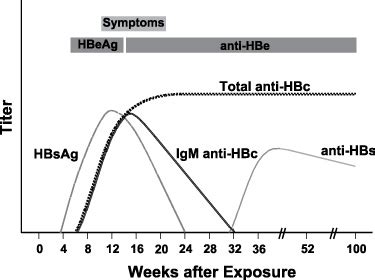 Anti-HBc total (Anti-Hepatitis B core total antibodies) | Newfoundland ...