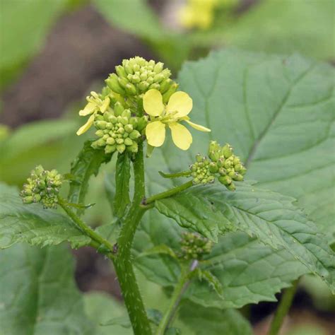 Mustard Herb Plant