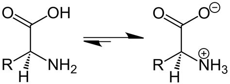 What is the Difference Between Zwitterion and Dipole | Compare the Difference Between Similar Terms