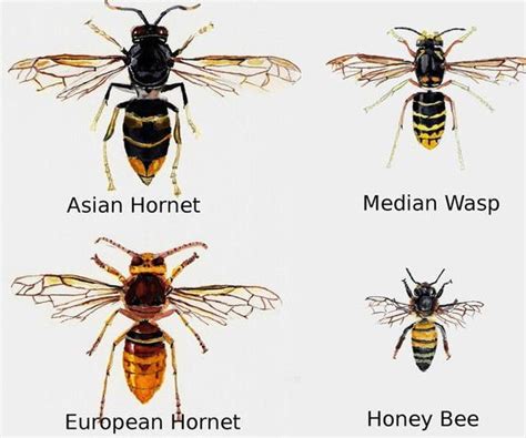 Asian Hornets – Derbyshire Beekeepers