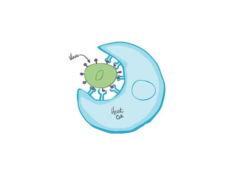 What is phagocytosis?