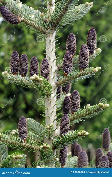 Signs of Spring. Young Bright Cones on Korean Fir Stock Image - Image ...