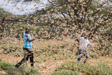 Jätteinvasion av gräshoppor i klimatkrisens spår