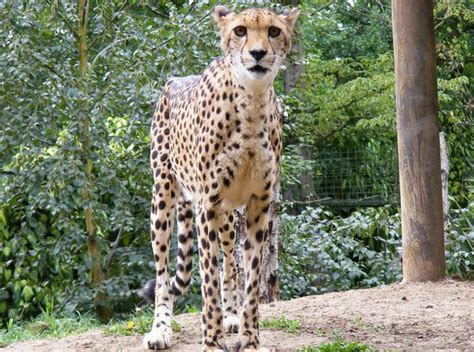 Everything You Need to Know About Pet Cheetahs - PetHelpful