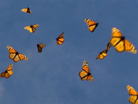 Book Review: 'Flight Behavior,' By Barbara Kingsolver : NPR