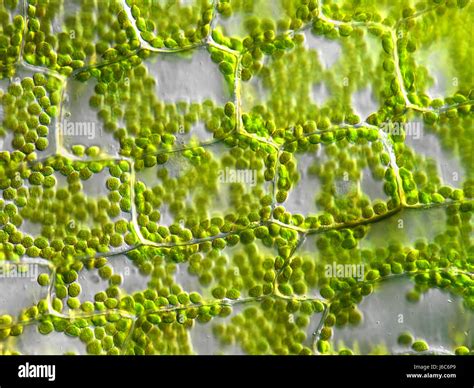 chlorophyll photosynthesis biomass botany chlorophyll plans cells ...