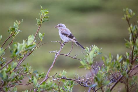 Northern Shrike | Audubon Field Guide