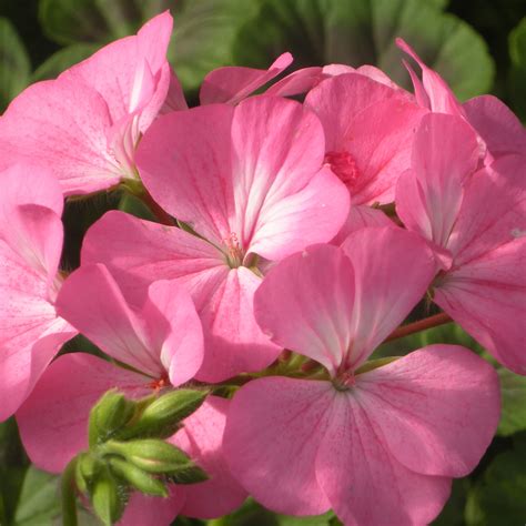 Geranium Pink