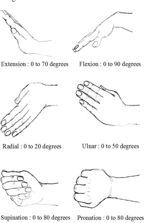 Wrist Flexion And Extension