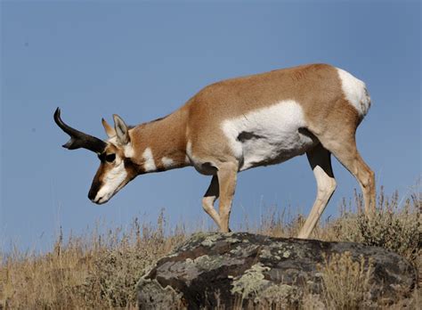 Antelope | The Biggest Animals Kingdom